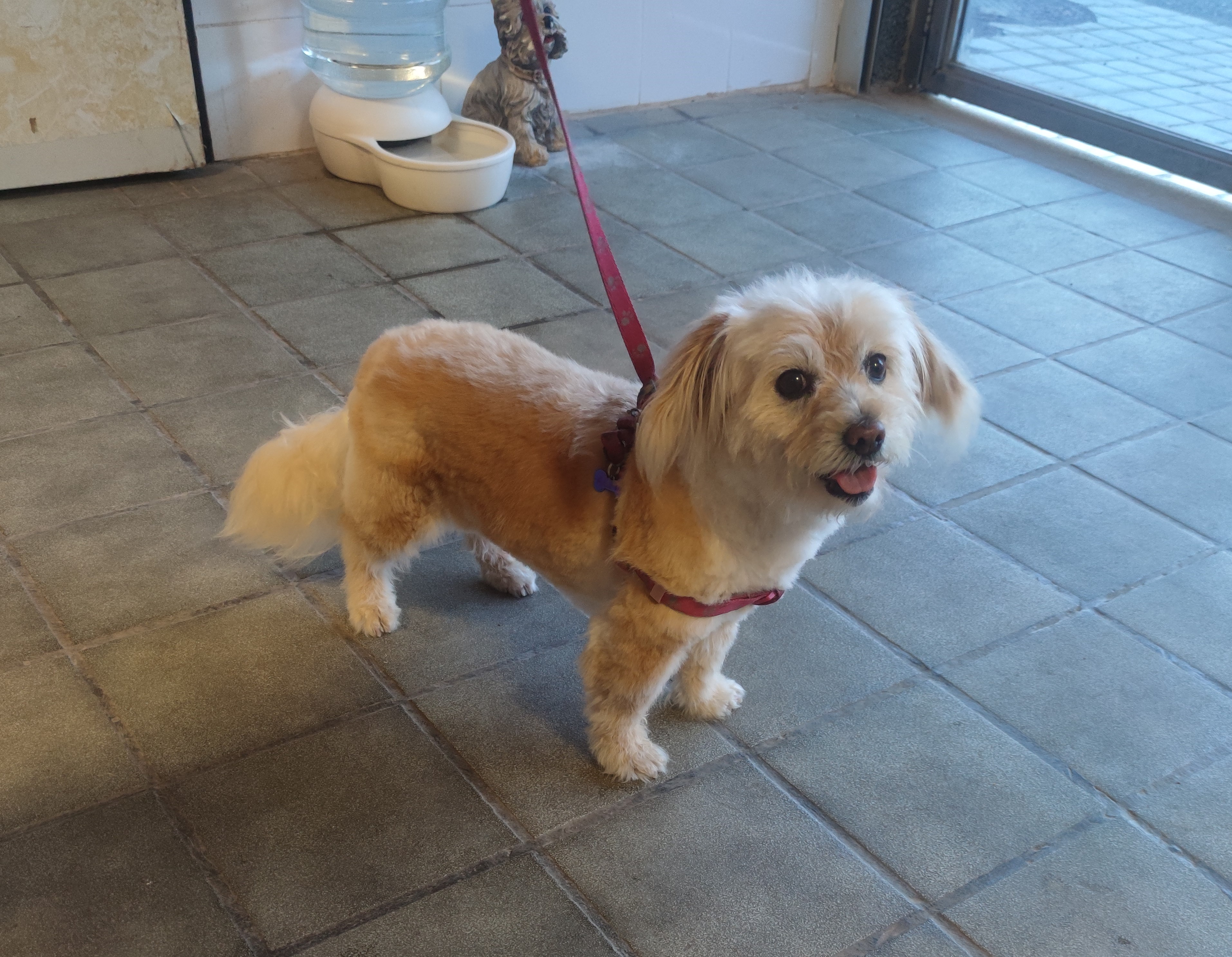 Peluquería de mascotas Yolapatitas